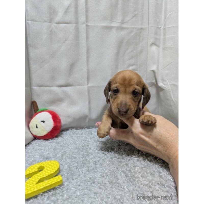 販売中の愛知県のミックス犬-398221
