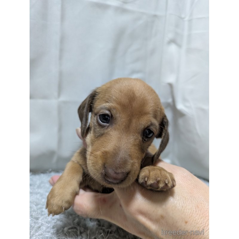 販売中の愛知県のミックス犬-398221の5枚目