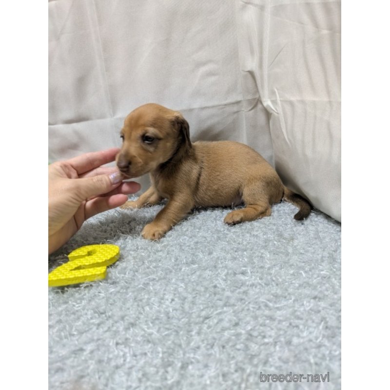販売中の愛知県のミックス犬-398221の4枚目