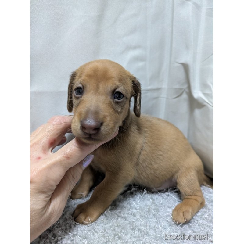 販売中の愛知県のミックス犬-398221の3枚目
