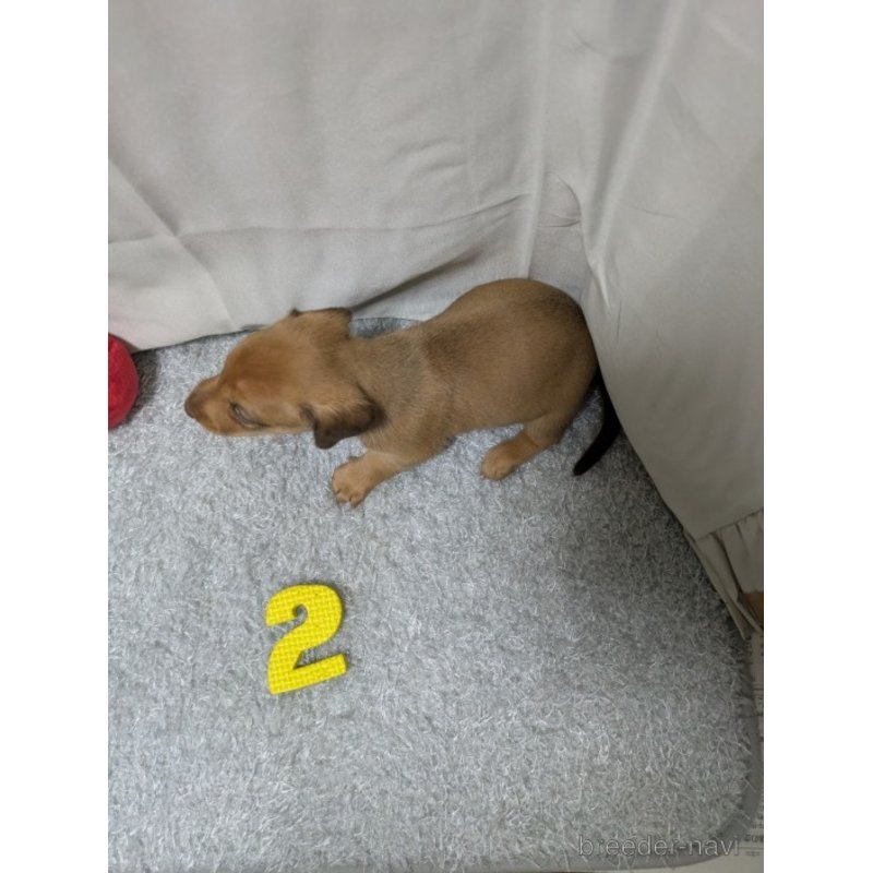 販売中の愛知県のミックス犬-398221の2枚目