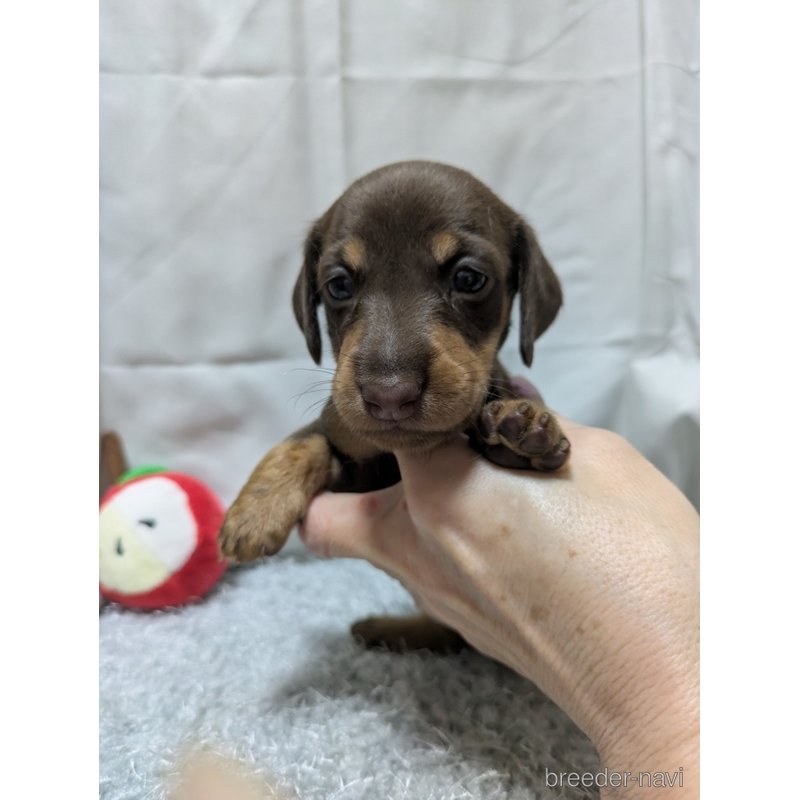 販売中の愛知県のミックス犬-398222
