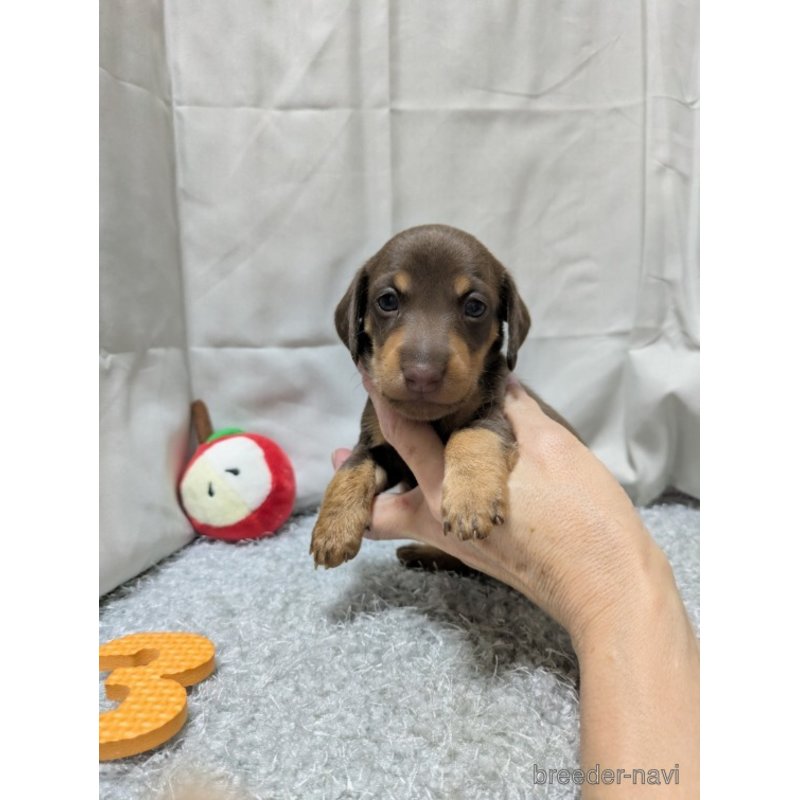 販売中の愛知県のミックス犬-398222の5枚目