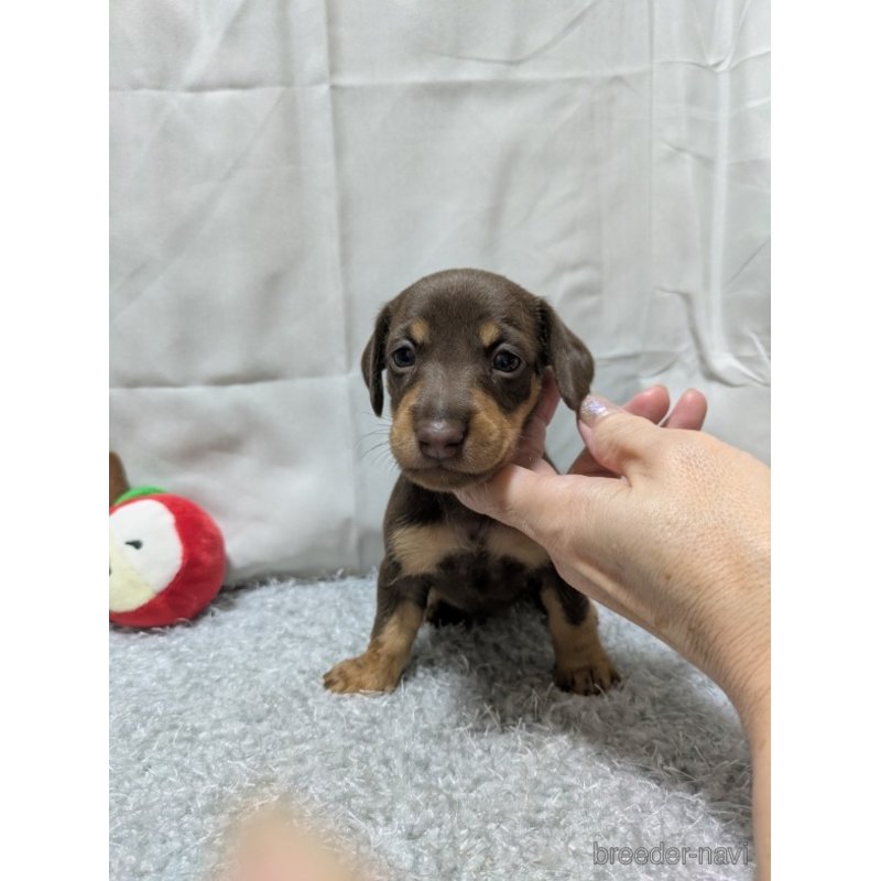 販売中の愛知県のミックス犬-398222の4枚目