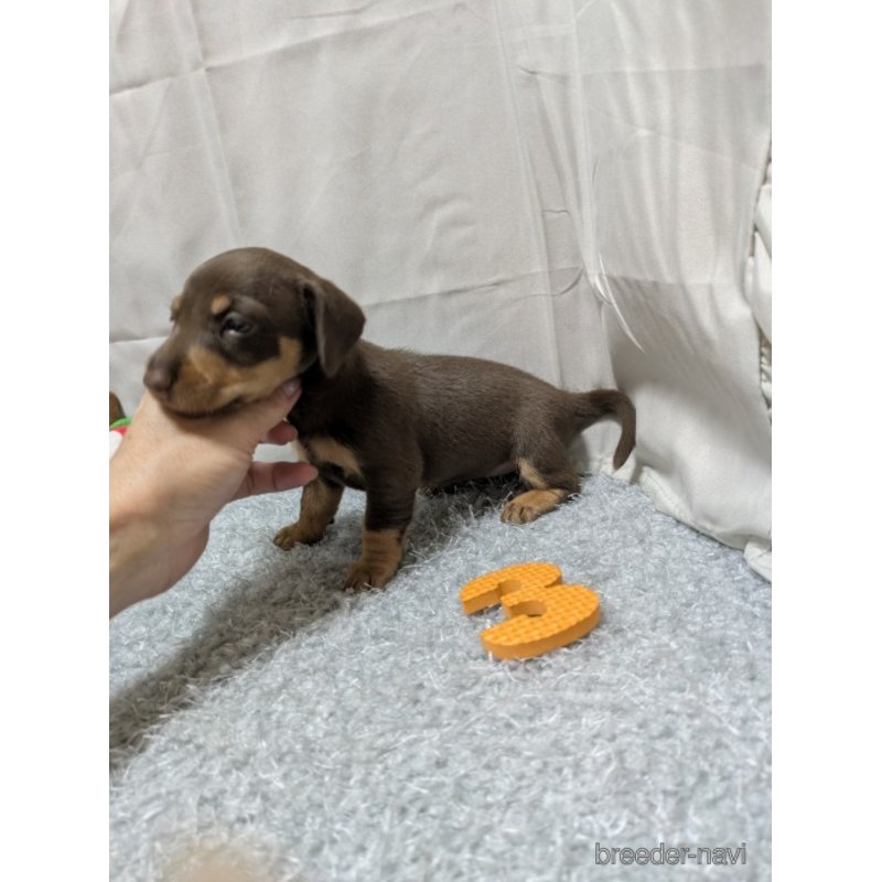 販売中の愛知県のミックス犬-398222の3枚目