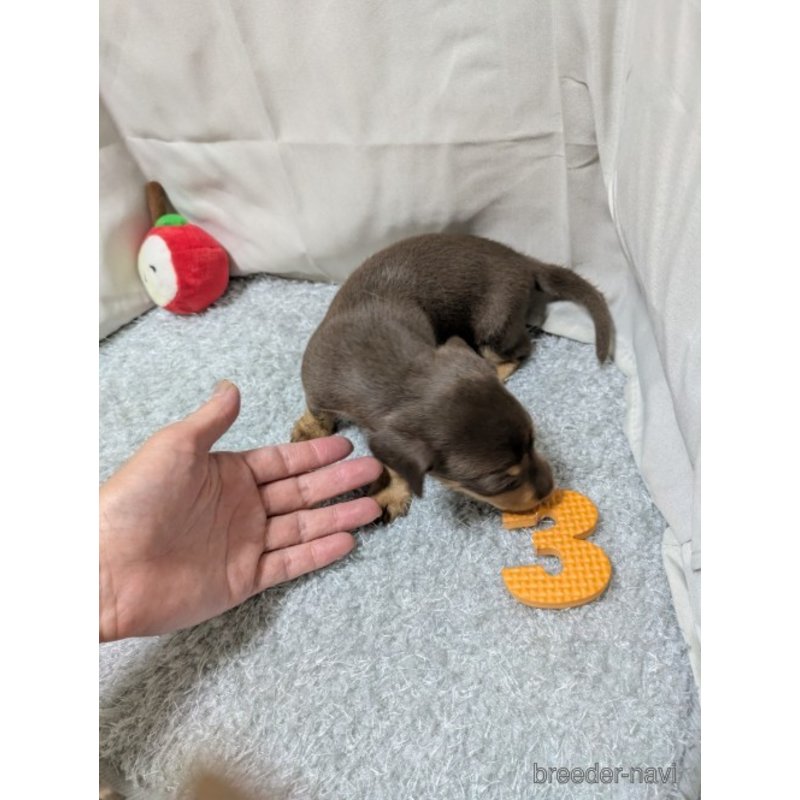 販売中の愛知県のミックス犬-398222の2枚目