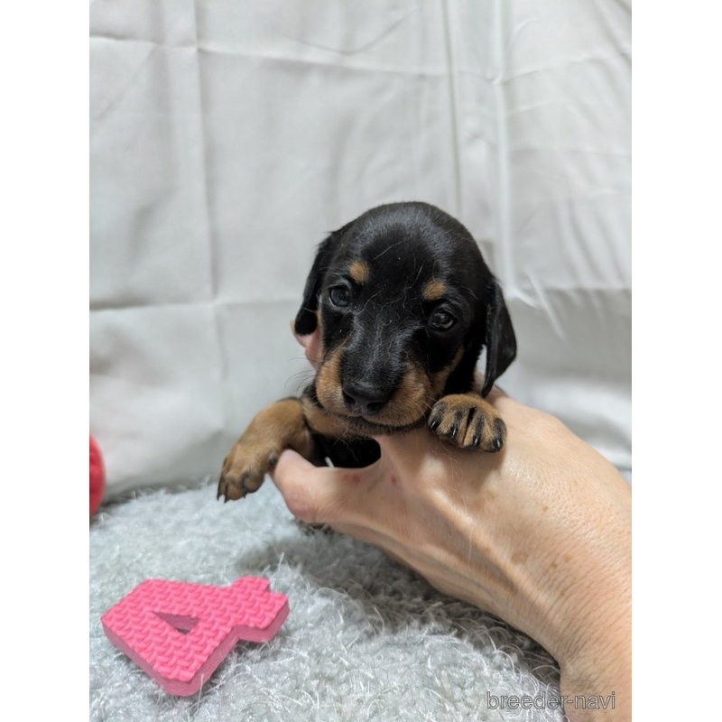 販売中の愛知県のミックス犬-398224