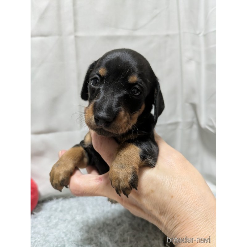販売中の愛知県のミックス犬-398224の6枚目