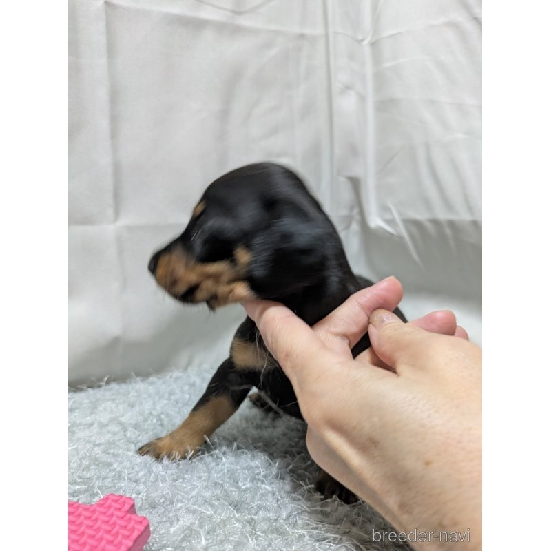 販売中の愛知県のミックス犬-398224の5枚目