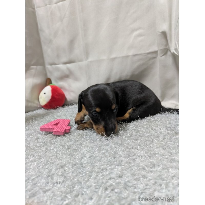 販売中の愛知県のミックス犬-398224の4枚目
