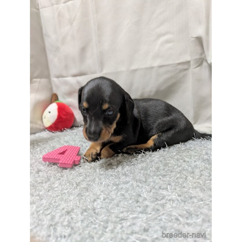 販売中の愛知県のミックス犬-398224の3枚目