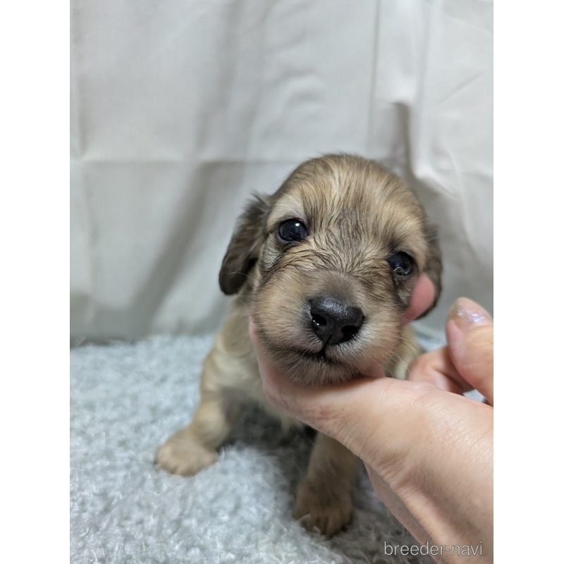 販売中の愛知県のカニンヘンダックスフンド(ロングヘアード)-398225の1枚目