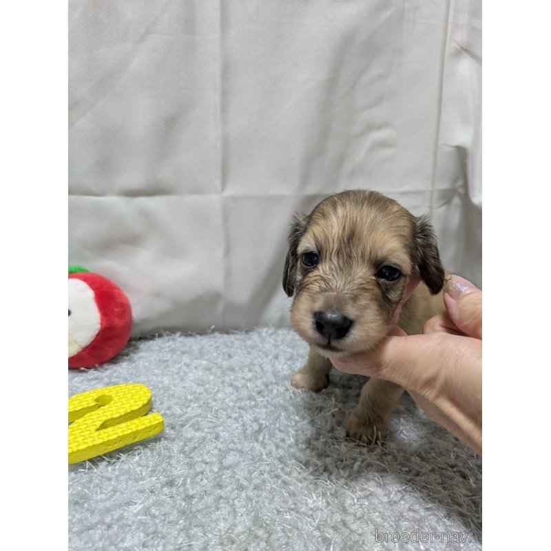 販売中の愛知県のカニンヘンダックスフンド(ロングヘアード)-398225の5枚目