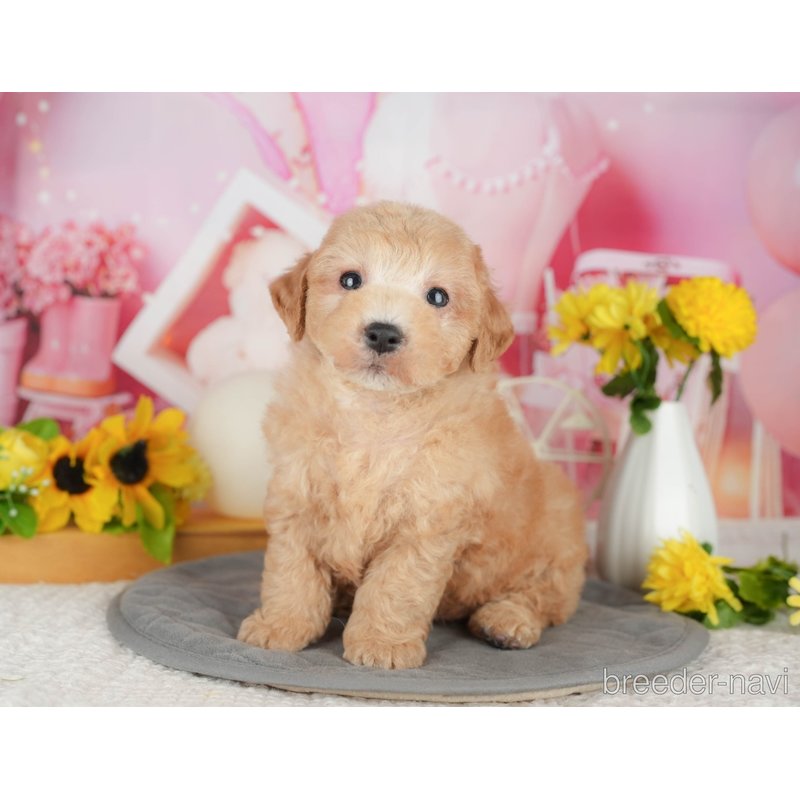 販売中の千葉県のミックス犬-398283の1枚目