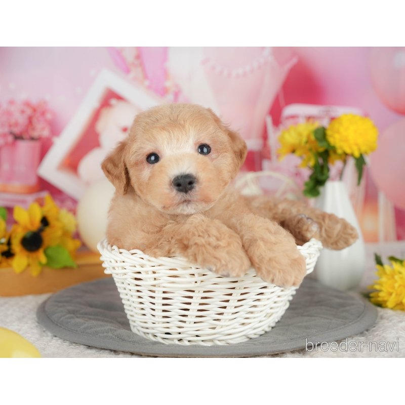 販売中の千葉県のミックス犬-398283の7枚目