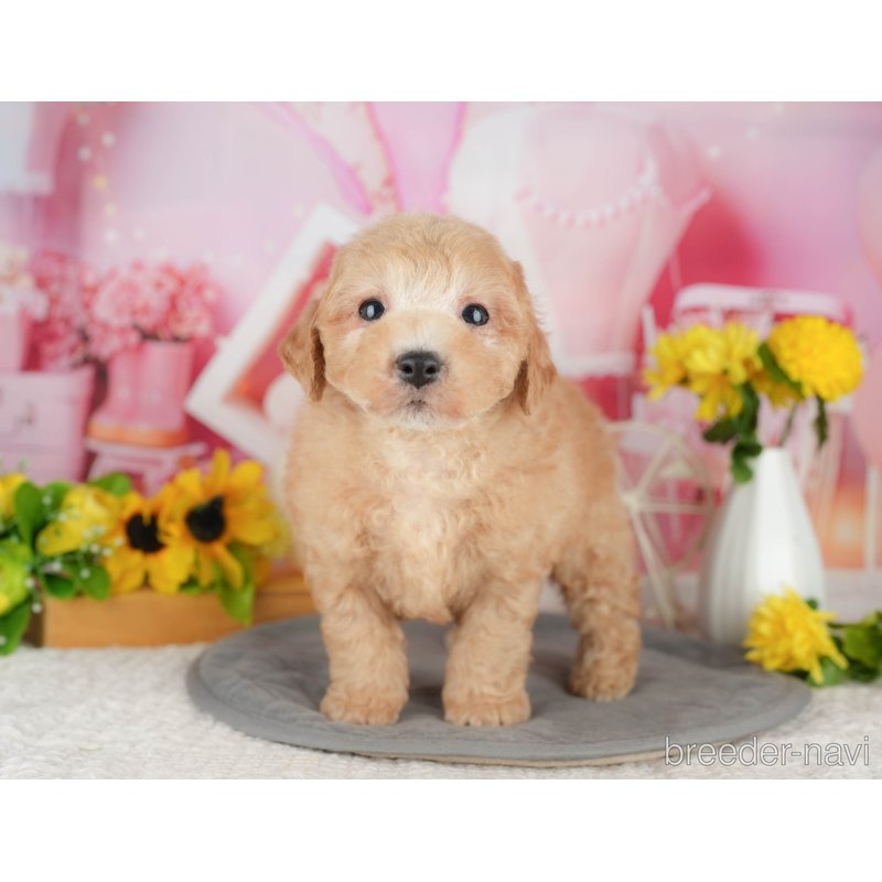 販売中の千葉県のミックス犬-398283の9枚目