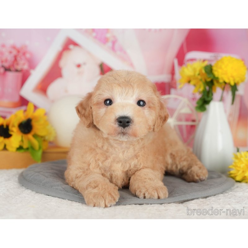 販売中の千葉県のミックス犬-398283の10枚目