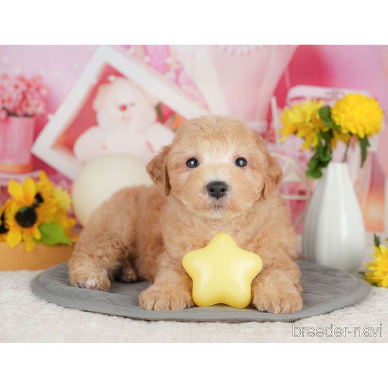 販売中の千葉県のミックス犬-398283の4枚目