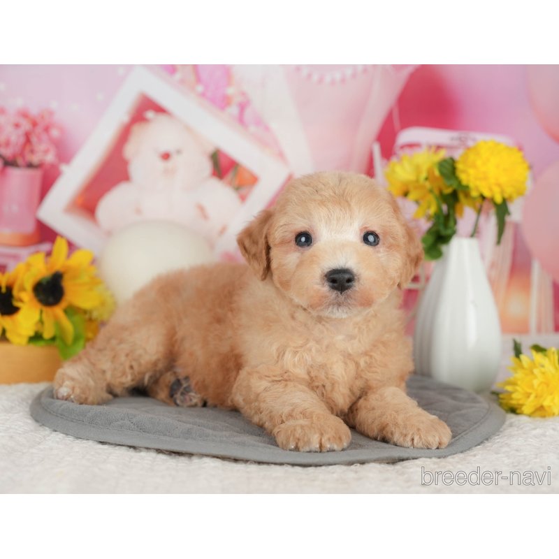 販売中の千葉県のミックス犬-398283の5枚目