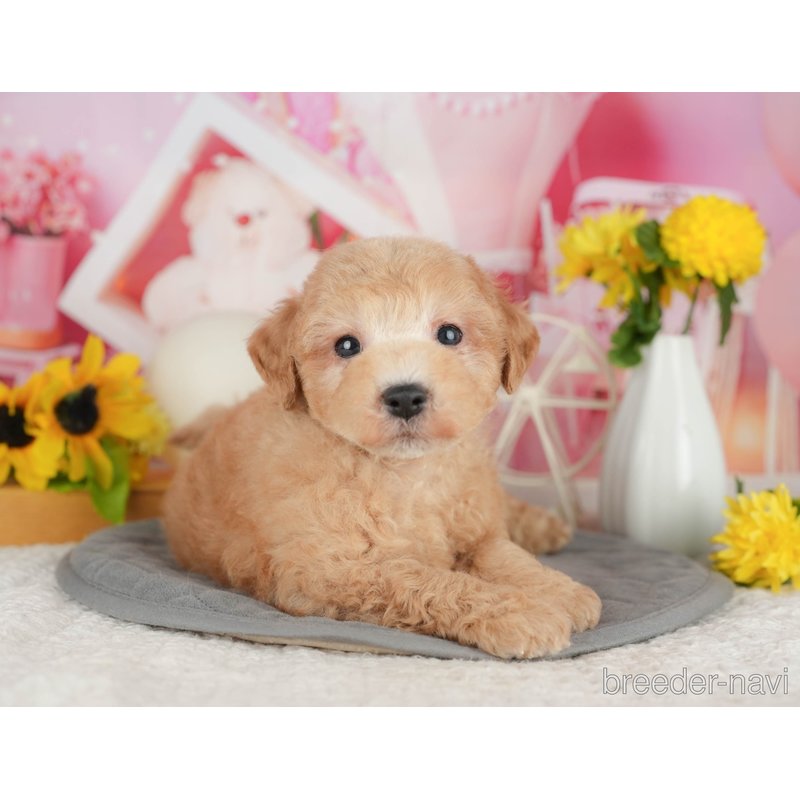 販売中の千葉県のミックス犬-398283の6枚目
