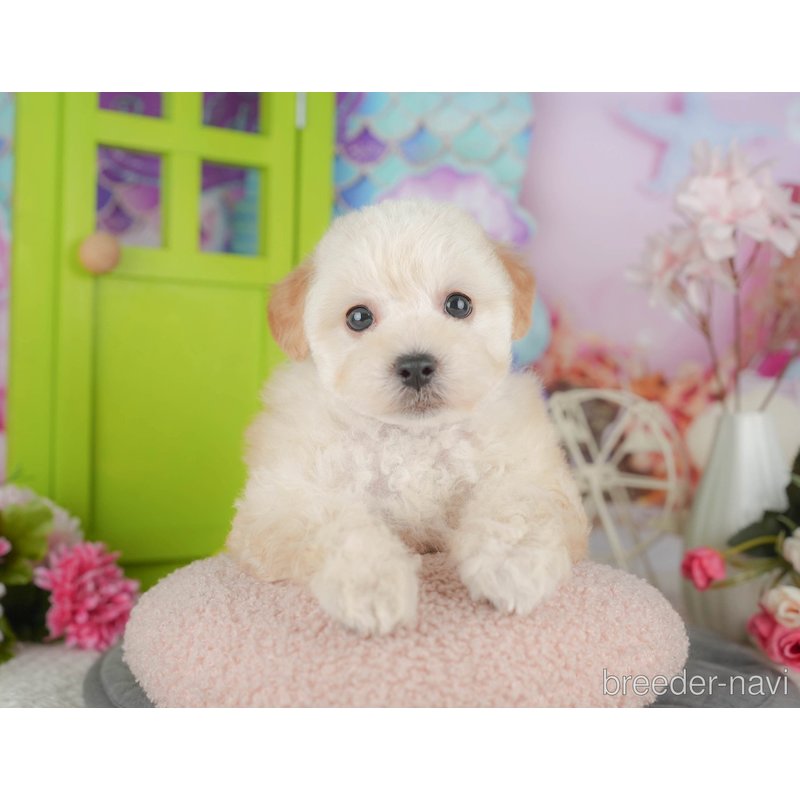 販売中の千葉県のミックス犬-398284の7枚目