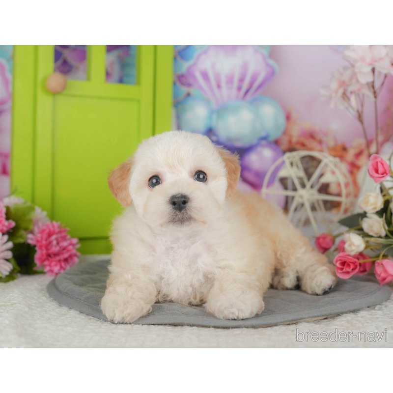 販売中の千葉県のミックス犬-398284の9枚目