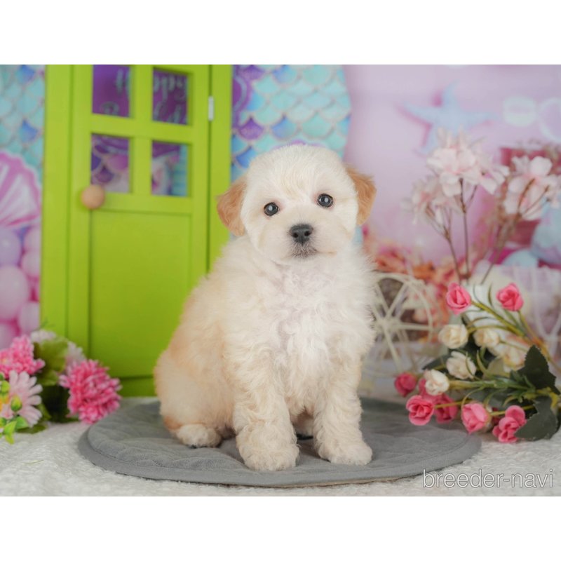 販売中の千葉県のミックス犬-398284