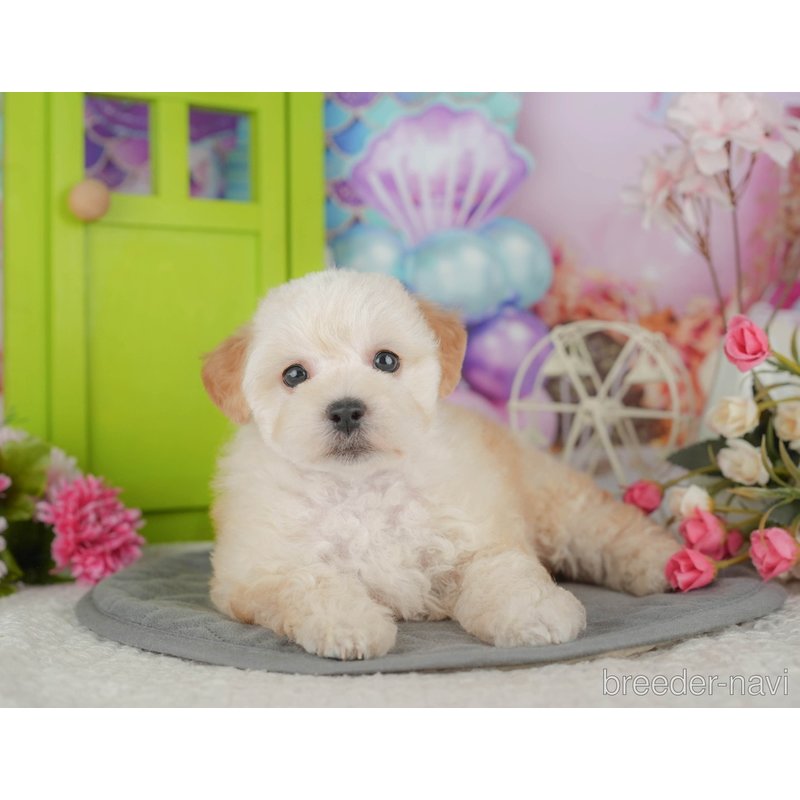 販売中の千葉県のミックス犬-398284の4枚目
