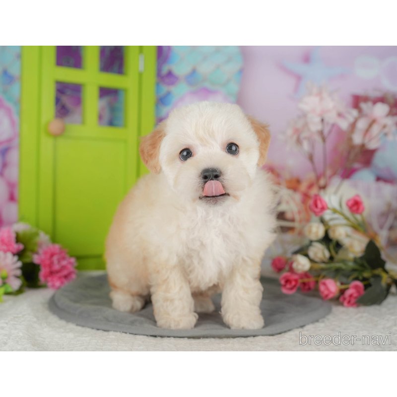 販売中の千葉県のミックス犬-398284の5枚目