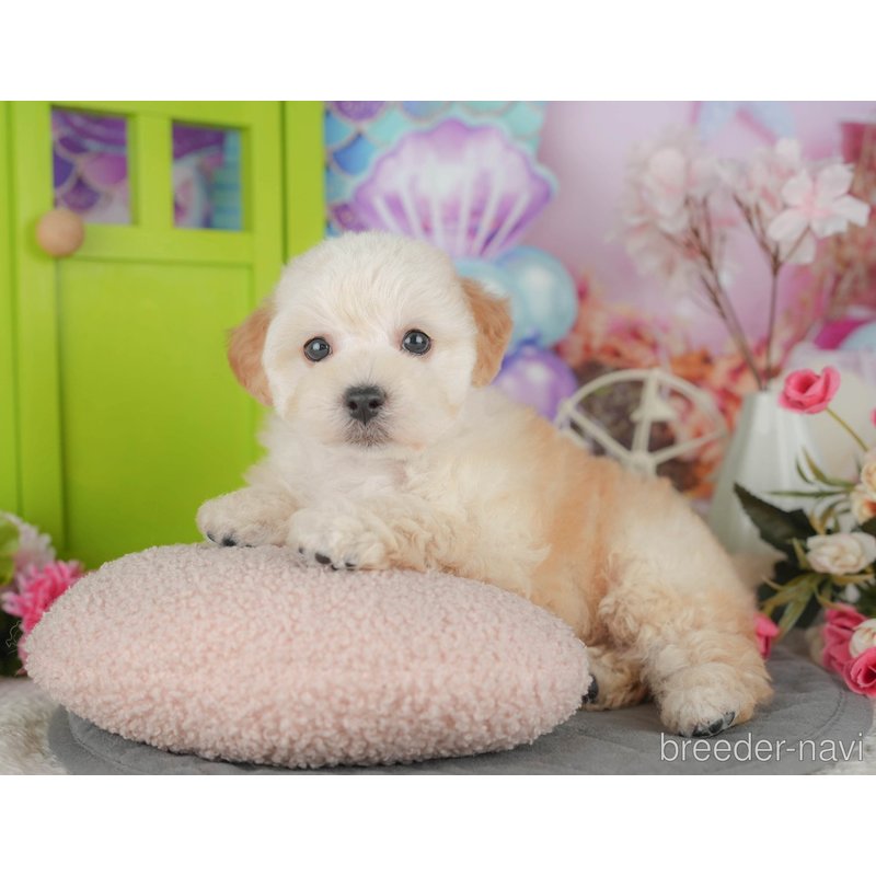 販売中の千葉県のミックス犬-398284の6枚目