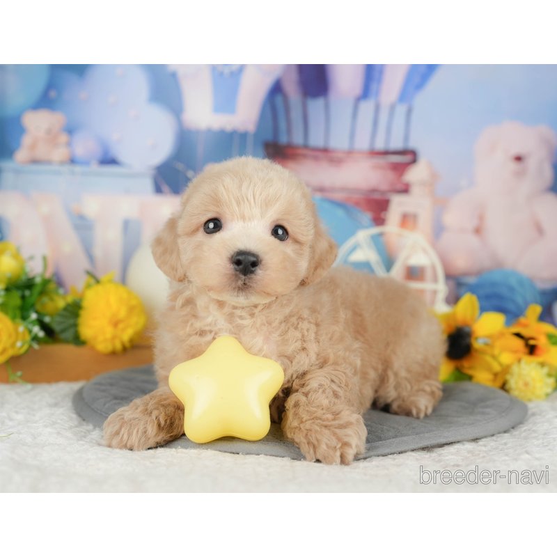 販売中の千葉県のミックス犬-398287