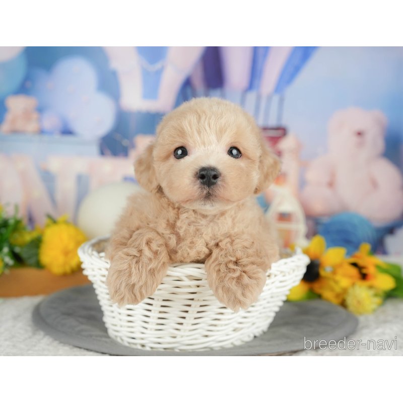 販売中の千葉県のミックス犬-398287の8枚目