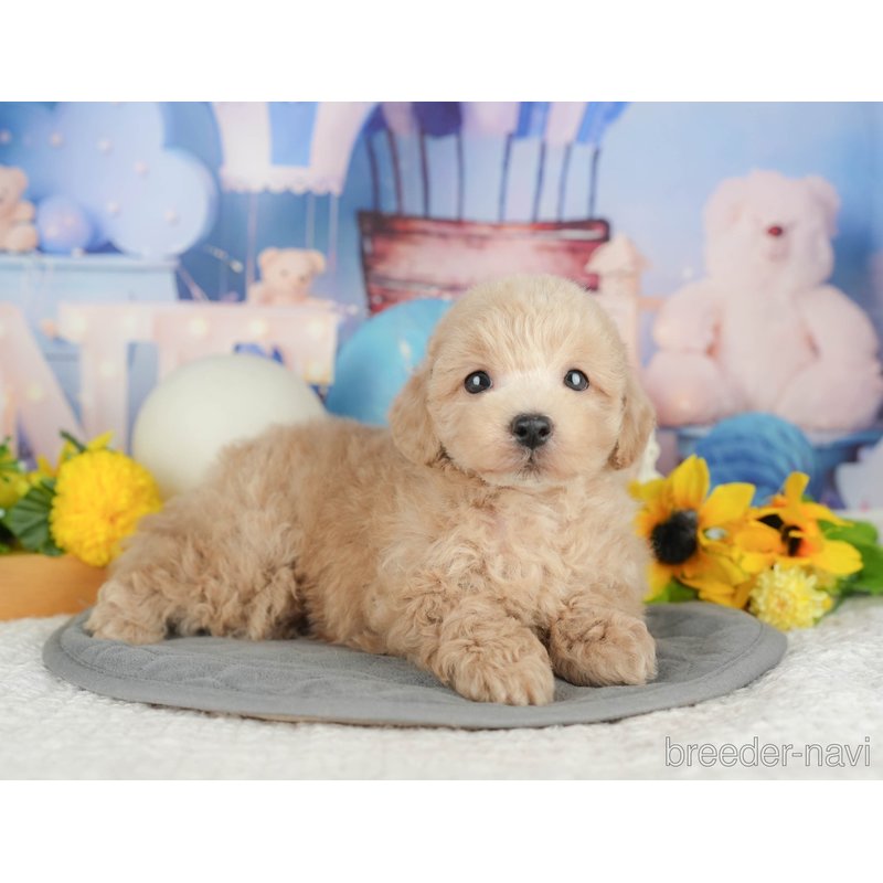 販売中の千葉県のミックス犬-398287の9枚目
