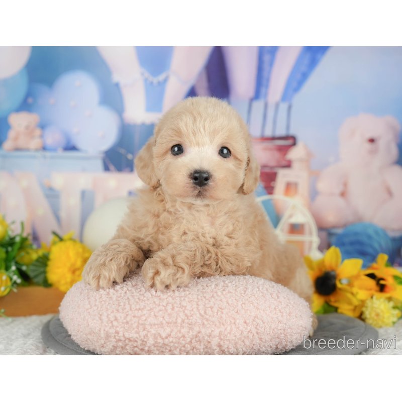 販売中の千葉県のミックス犬-398287の10枚目