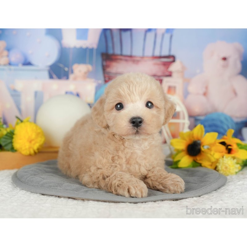 販売中の千葉県のミックス犬-398287の4枚目