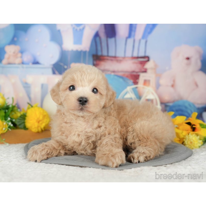 販売中の千葉県のミックス犬-398287の5枚目