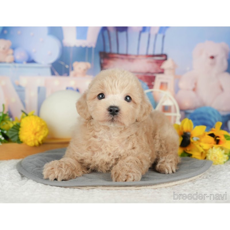 販売中の千葉県のミックス犬-398287の6枚目