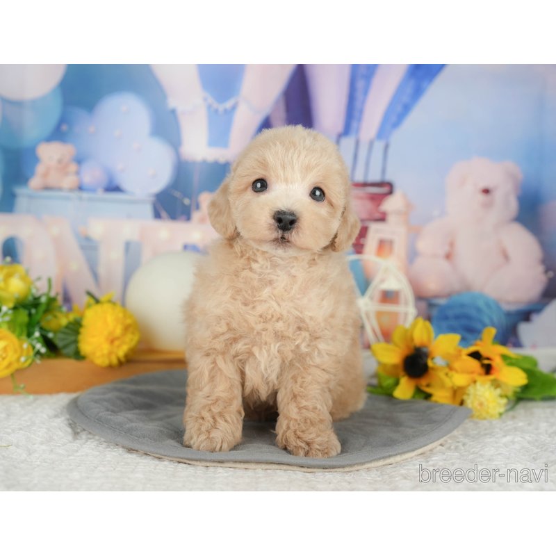 販売中の千葉県のミックス犬-398287の7枚目