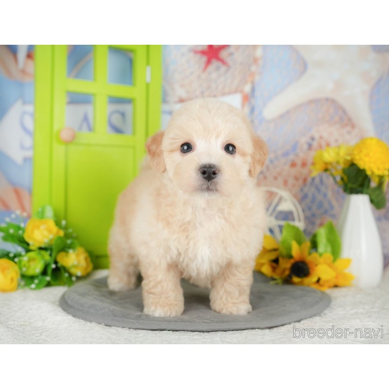 販売中の千葉県のミックス犬-398288の10枚目