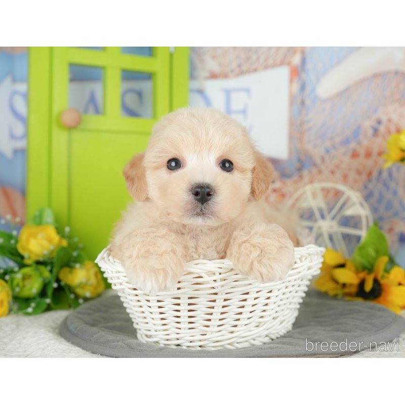 販売中の千葉県のミックス犬-398288の4枚目