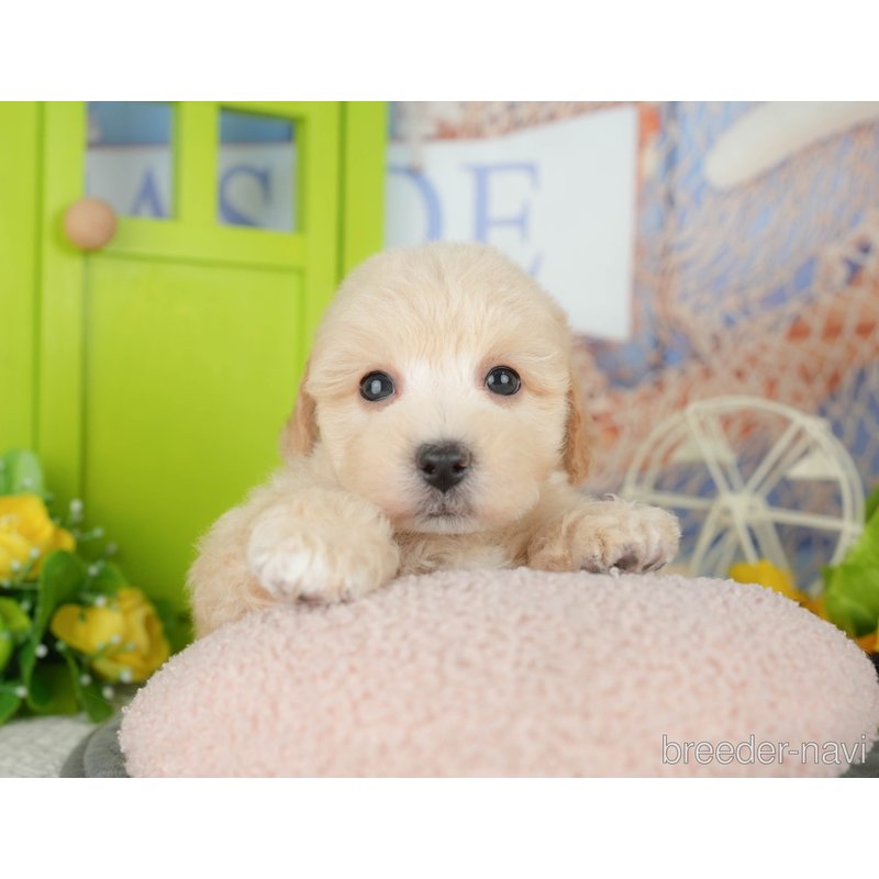販売中の千葉県のミックス犬-398288の5枚目