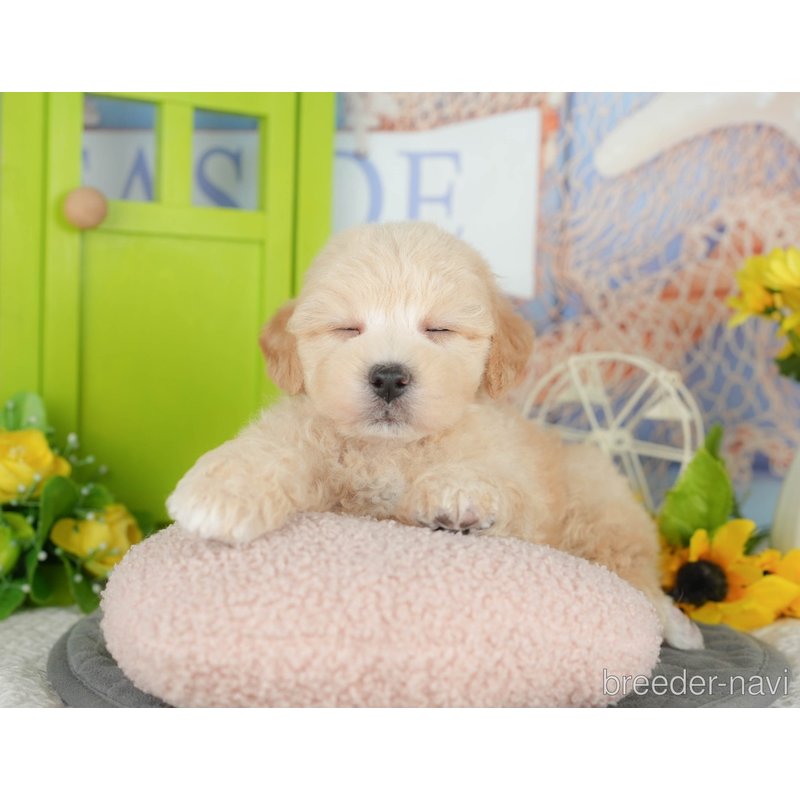 販売中の千葉県のミックス犬-398288の7枚目