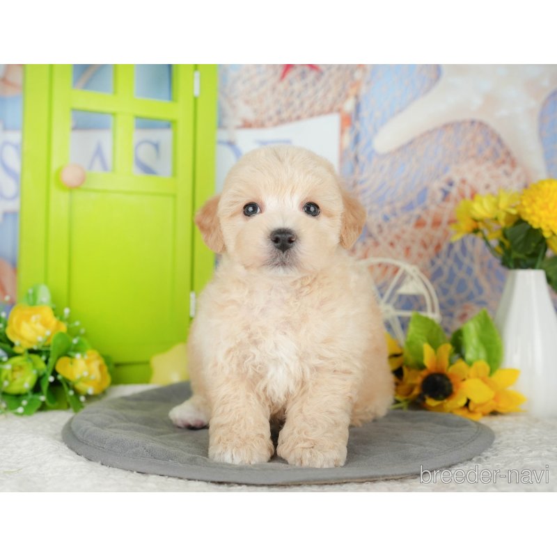 販売中の千葉県のミックス犬-398288の8枚目