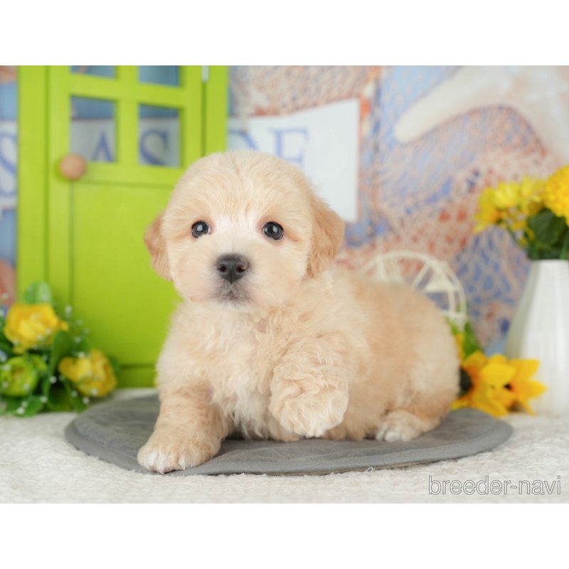販売中の千葉県のミックス犬-398288の9枚目