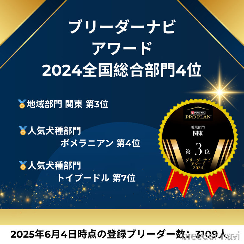 販売中の茨城県のチワワ(ロングコート)-398385の11枚目