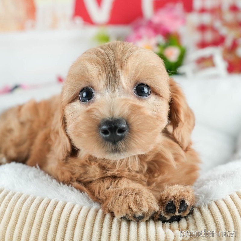 販売中の茨城県のミックス犬-398400