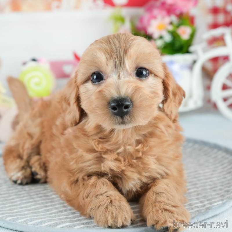 販売中の茨城県のミックス犬-398400の6枚目