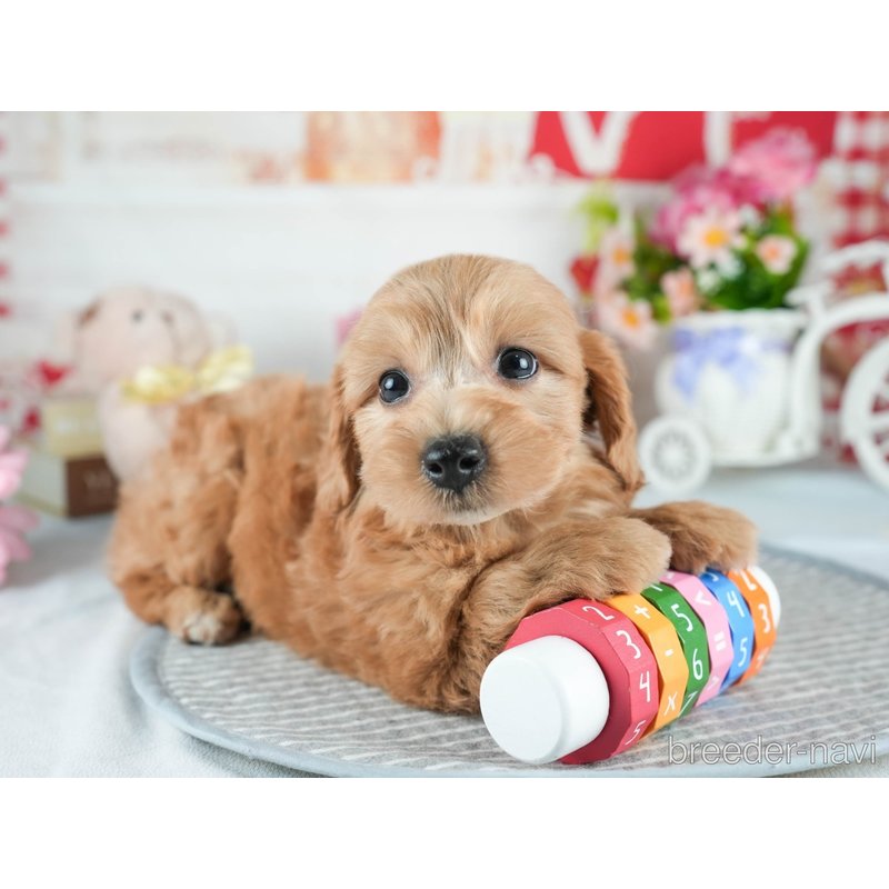 販売中の茨城県のミックス犬-398400の7枚目