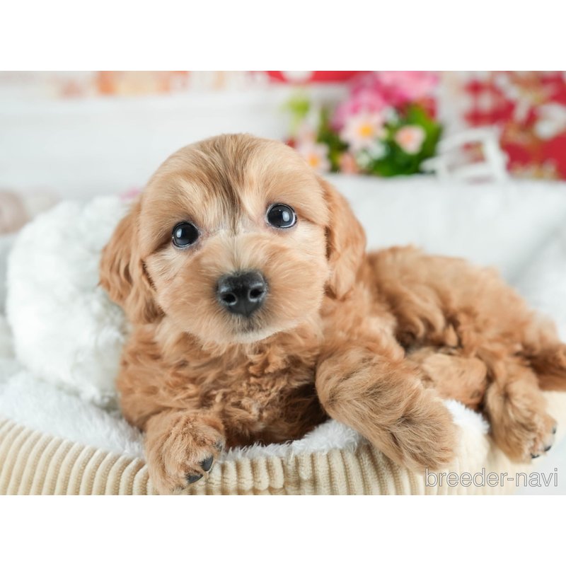 販売中の茨城県のミックス犬-398400の3枚目