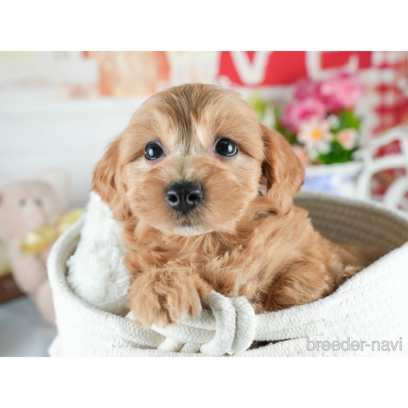 販売中の茨城県のミックス犬-398400の4枚目